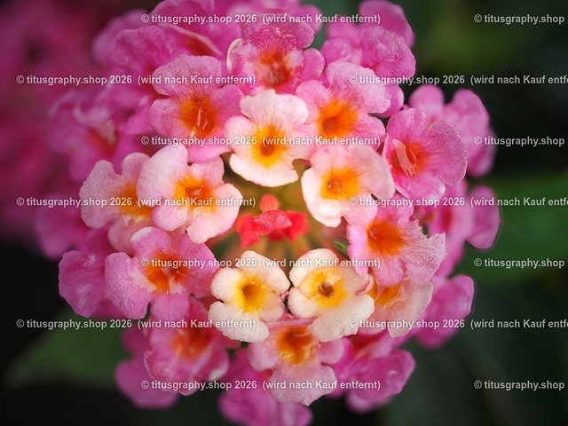 titusgraphy-P6100505_var-119 | Fotokunstarbeit aus der INSTAGRAM-Gallerie auf titusgraphy.eu - Realisiert mit Pictrs.com