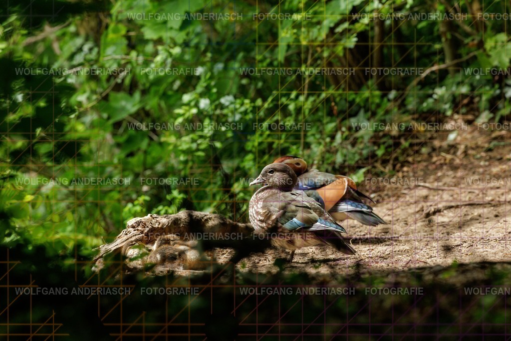 25320514 | Rund um den Jakobiweiher im Frankfurter Stadtwald entstehen ruhige Naturmomente: Enten gleiten durchs Wasser, junge Gänse entdecken ihre Umgebung. Lebendige Stadtnatur, friedlich, nah und voller Leichtigkeit. - Realisiert mit Pictrs.com