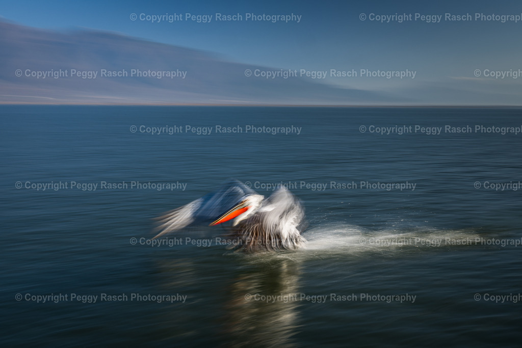 Pelikane_2024 | PeggyRaschPhotography - Realisiert mit Pictrs.com