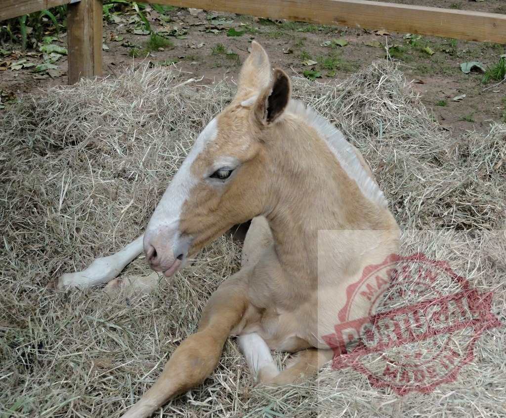 Foal or hinny resting on hay in paddock | Foal or hinny lying down on a bed of hay with a wooden fence background - Realized with Pictrs.com