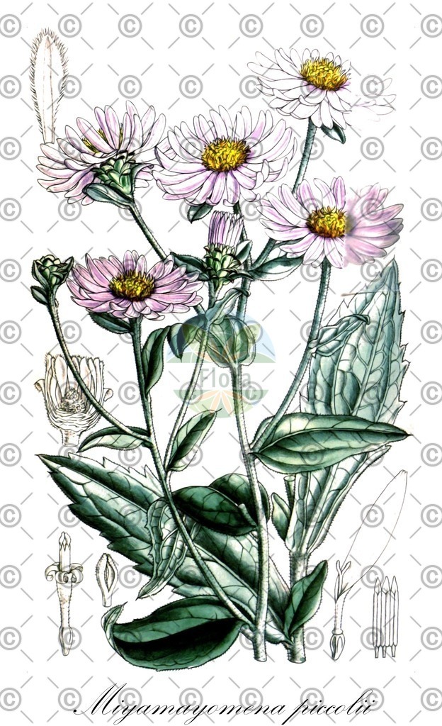 HistAbb_wfo-0000880364_1_ENZY_Simple | Historische Abbildung von Miyamayomena piccolii - Asteraceae | Historical Illustration of Miyamayomena piccolii - Asteraceae