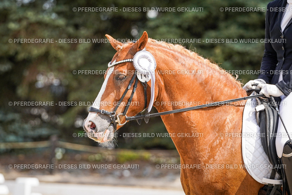 DSC02263 | Pferdegrafie