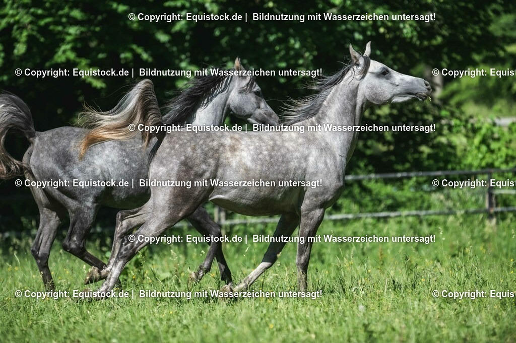 20210617_Araber_Marbach_Koppel_0046 | Foto: Thomas Hartig