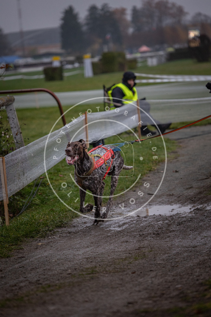 CaniXpix_0L8A0483 | Hundefotografie, Tierfotograf, Pfotenfotografie, Fotoshooting Hund, Hunde Portrait, Hundesport, Hundeportraits, Heideshooting, Hunde, Sportfotograf, Hundefotograf, Turnierhundsport, THS,  - Realisiert mit Pictrs.com