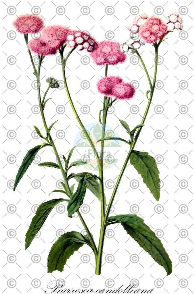 HistAbb_wfo-0001423542_1_ENZY_Simple | Historische Abbildung von Barrosoa candolleana - Asteraceae | Historical Illustration of Barrosoa candolleana - Asteraceae