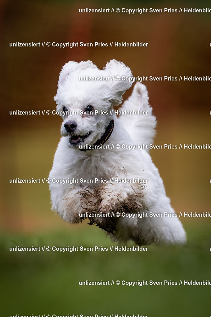 Sven Pries | 2024-04-21 - Hunderennen Baden-Oos
Foto: Sven Pries - Realisiert mit Pictrs.com