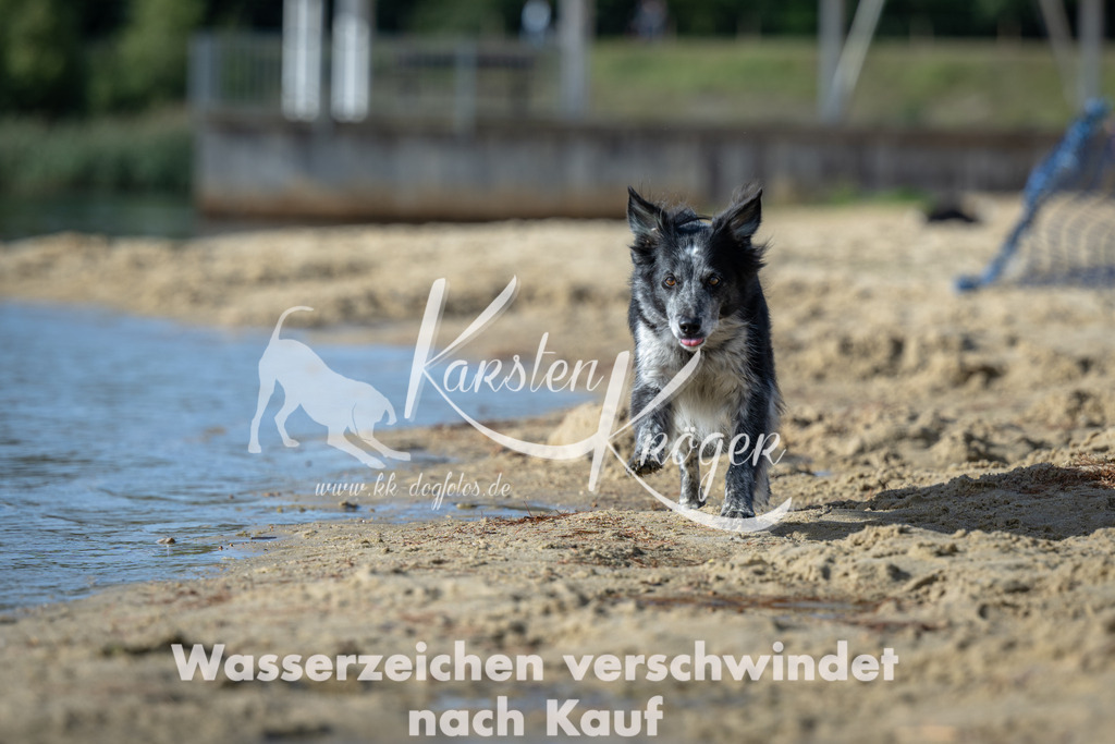 1444_ZZ91921 | kk-dogfotos
