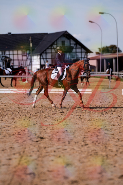 2026_10_03_Siefer-Hof_123438_Z81_32605401 | Professionelle Reitsport-, Turnier- und Eventfotografie von Robert Broda. Galerien mit ausgewählten und bearbeiteten Bildern direkt online ansehen und bestellen.