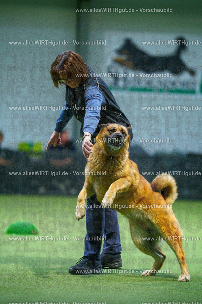 7R500657 | Professionelle Tierfotografie in Mönchengladbach von Daniel Wirth (allesWIRTHgut). Liebevolle & natürliche Bilder von Hunden & Katzen für unvergessliche Erinnerungen.