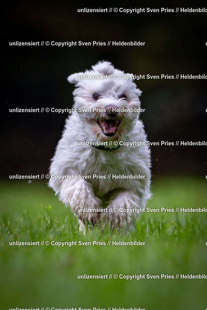 Sven Pries | 2024-10-19 - Hunderennen Ober-Grombach - Realisiert mit Pictrs.com