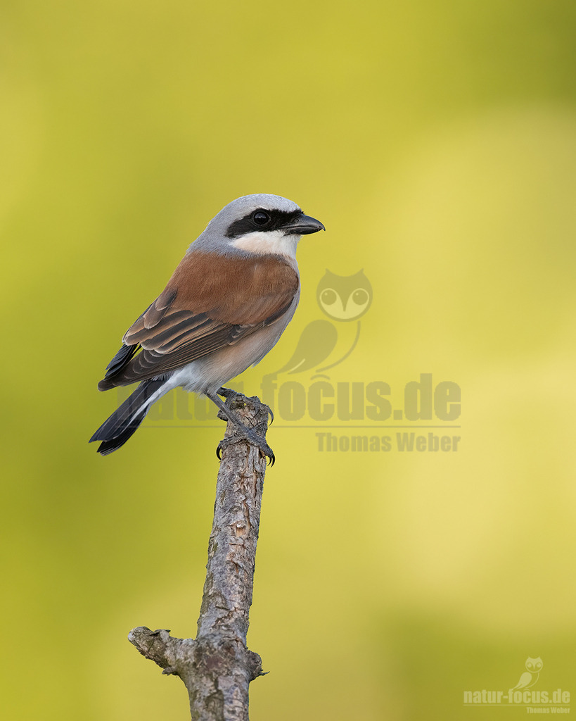 R5NF1506-20230602 | Der Neuntöter oder Rotrückenwürger ist eine Vogelart aus der Familie der Würger und in Mitteleuropa die häufigste Würgerart. Er ist vor allem durch sein Verhalten bekannt, Beutetiere auf Dornen aufzuspießen.  - Realisiert mit Pictrs.com
