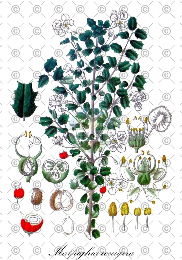 HistAbb_wfo-0001016475_1_ENZY_Simple | Historische Abbildung von Malpighia coccigera - Malpighiaceae | Historical Illustration of Malpighia coccigera - Malpighiaceae