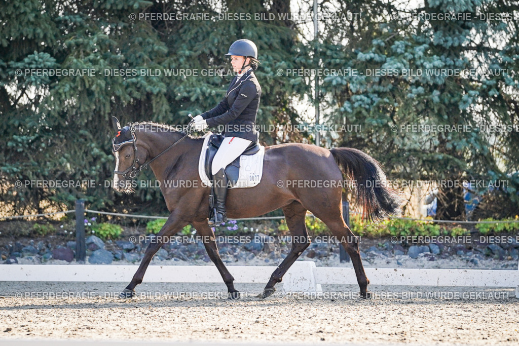 DSC08862 | Pferdegrafie