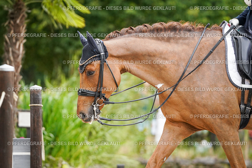 DSC08889 | Pferdegrafie