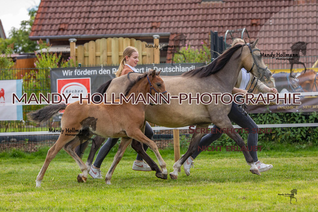 IG WELSH VM 2024-226 | mandyhollmannphotographie