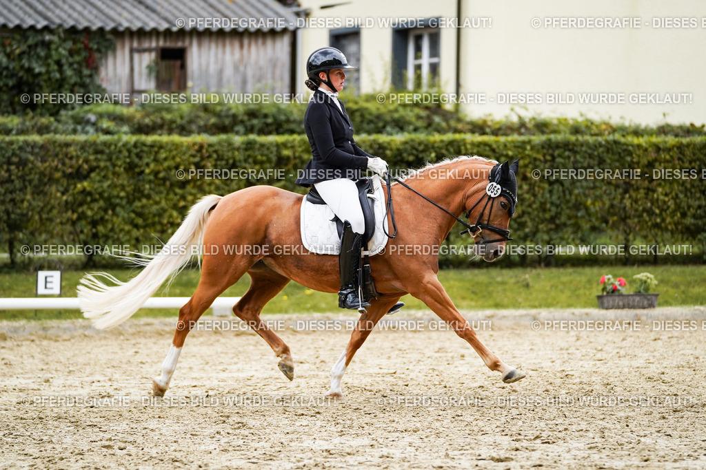 DSC08598 | Pferdegrafie