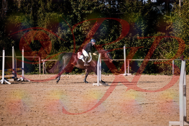 2026_10_03_Siefer-Hof_155001_Z81_69140980 | Professionelle Reitsport-, Turnier- und Eventfotografie von Robert Broda. Galerien mit ausgewählten und bearbeiteten Bildern direkt online ansehen und bestellen.