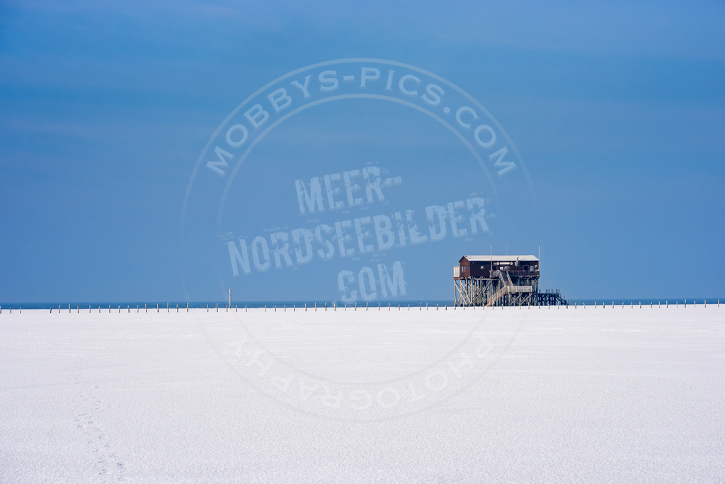 Silbermöwe im Schnee | Pfahlbau im Winter