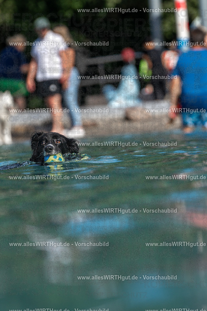 Hundeschwimmen_Volksbad_2026-allesWIRTHgut_Tierfotografie-2609061221-FAY06450 | Professionelle Tierfotografie in Mönchengladbach von Daniel Wirth (allesWIRTHgut). Liebevolle & natürliche Bilder von Hunden & Katzen für unvergessliche Erinnerungen.