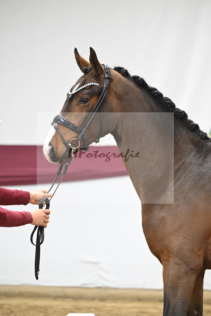 Kat-Nr. 136 Va Bene x Topas_Dr. Dieter Schuele_47254663 | hf-fotografie - Realisiert mit Pictrs.com