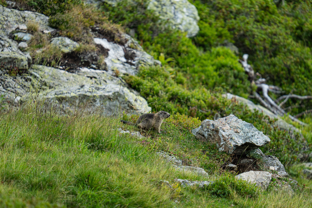 Junges Murmeltier | Ein junger Murmeltier in freier Wildbahn in den Nockbergen - Realisiert mit Pictrs.com