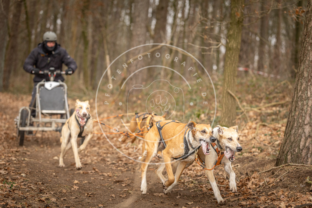 Pfotenfotografie_DV3A8697 | Hundefotografie, Tierfotograf, Pfotenfotografie, Fotoshooting Hund, Hunde Portrait, Hundesport, Hundeportraits, Heideshooting, Hunde, Sportfotograf, Hundefotograf, Turnierhundsport, THS,  - Realisiert mit Pictrs.com