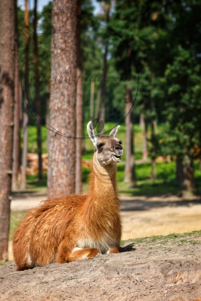 Guanako | Guanakos sind die wilden Vorfahren der Lamas und gehört zu der Familie der Kamele.  - Realisiert mit Pictrs.com
