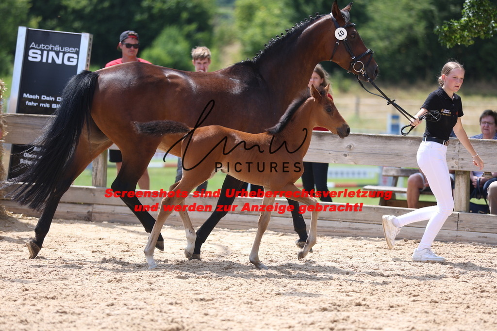 Fohlenschau_Schwäbisch_Hall_springbetonte_Fohlen_KN 40_2 | lmwpictures - Realisiert mit Pictrs.com