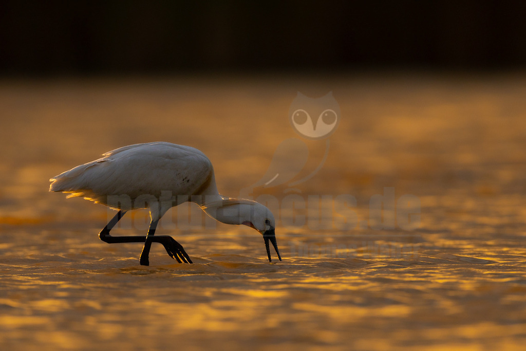 R6M32305_20260521 | Ein Löffler (Platalea leucorodia) steht im flach golden leuchtenden Wasser und sucht nach Nahrung. Diese großen, weißen Watvögel sind bekannt für ihren charakteristischen löffelförmigen Schnabel, den sie beim Fressen seitlich durch das Wasser schwenken, um kleine Fische, Insekten und Krebstiere aufzuspüren. Sie sind typische Bewohner von Feuchtgebieten und brüten oft in Kolonien. - Realisiert mit Pictrs.com