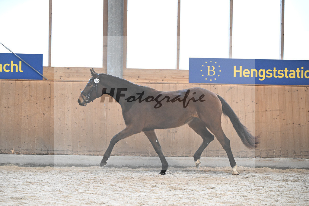 Kat-Nr. 64 Best Elegance v. Ellis_Birzer_5252179 | hf-fotografie - Realisiert mit Pictrs.com