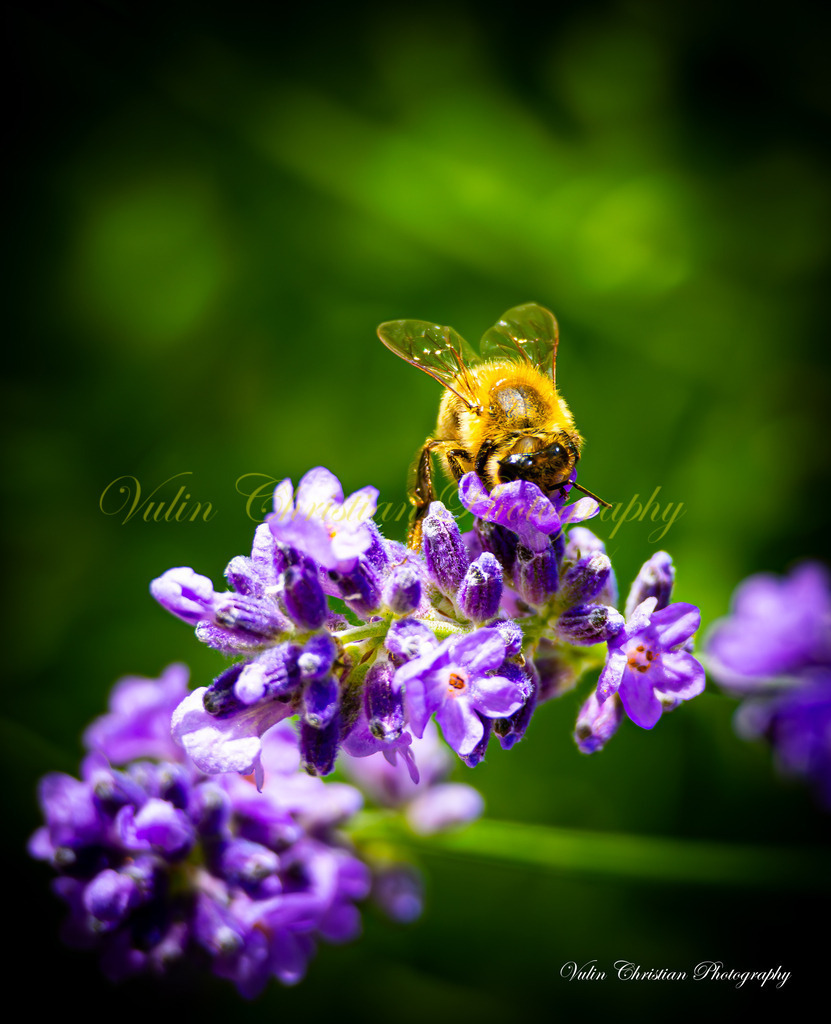 Macro 10 | Christian Vulin  - Realisiert mit Pictrs.com