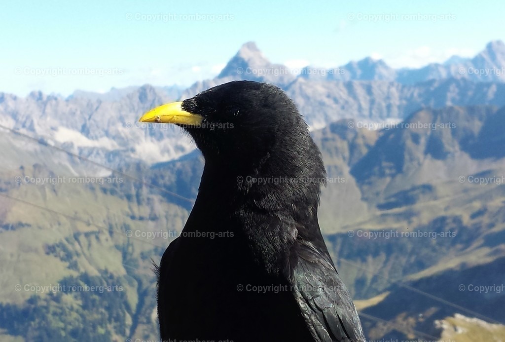Alpendohle2 | Alpendohle, Rabenvogel, schwarzer Vogel, gelber Schnabel
