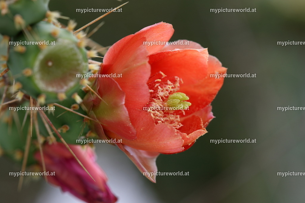 Feigenkaktus-002 | Das Bilderarchiv über Tiere, Planzen und Landschaften. In der Bilddatenbank finden Sie ein große Auswahl an hochwertigen Bilder für Ihre Werbung - Realized with Pictrs.com