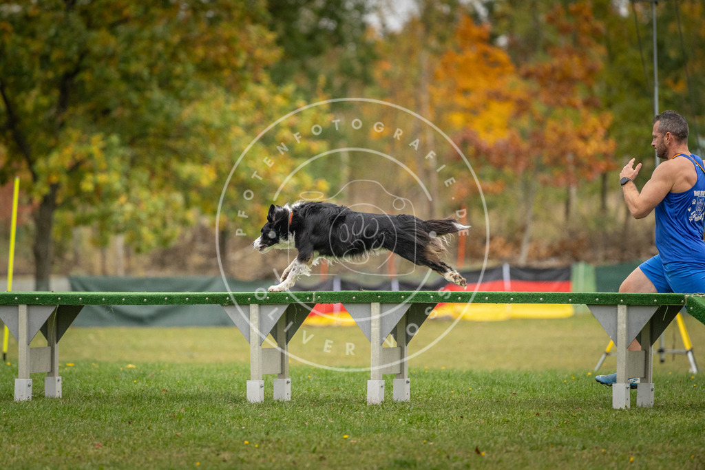 Pfotenfotografie_DV3A9738 | Hundefotografie, Tierfotograf, Pfotenfotografie, Fotoshooting Hund, Hunde Portrait, Hundesport, Hundeportraits, Heideshooting, Hunde, Sportfotograf, Hundefotograf, Turnierhundsport, THS,  - Realisiert mit Pictrs.com