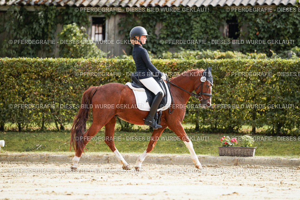 DSC04039 | Pferdegrafie