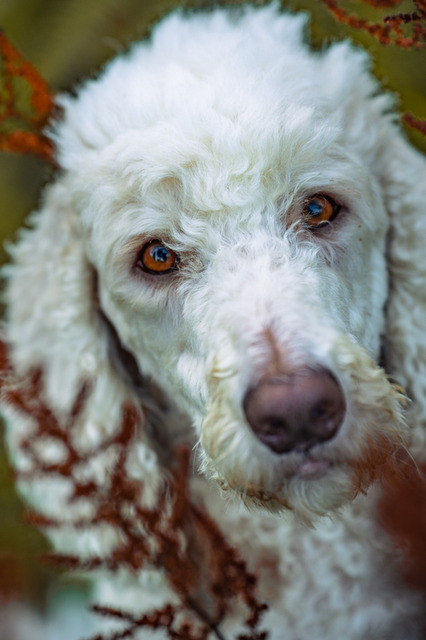 851-141 | Eva Nimtschek Fotografie - Realisiert mit Pictrs.com