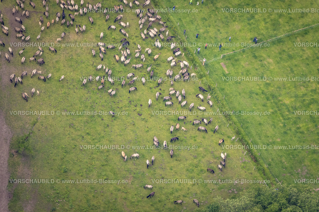 Duelmen220505055MerfelderBruchPferde | Luftbild, Wildpferdefang im Merfelder Bruch bei Dülmen, Arena der Wildpferdebahn, Herzöge von Croÿ Anwesen, Pferdeherde,  Merfeld, Dülmen, Münsterland, Nordrhein-Westfalen, Deutschland