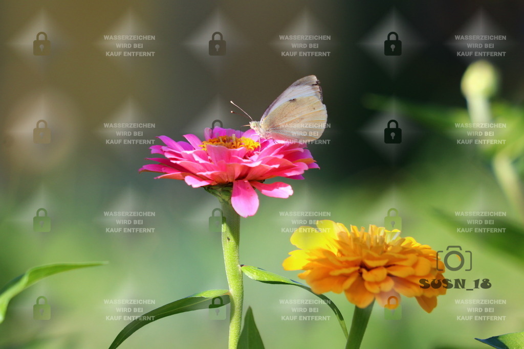 20180812155118_IMG_0916 | susn_18 - Realisiert mit Pictrs.com