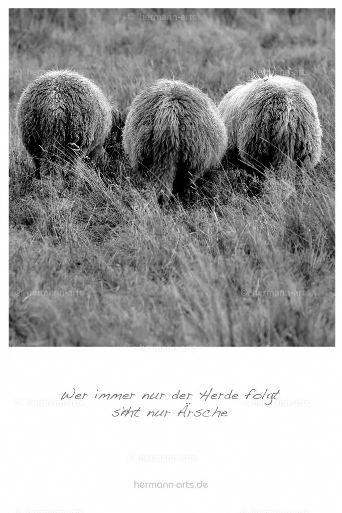 PK_Zitate_10x15_BW-032 | Photo Foto Kunst Art schwarzweiss Bilder Rheine Münster Berlin Blumen 