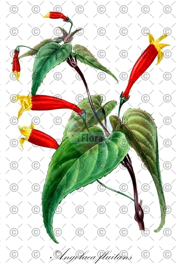 HistAbb_wfo-0000536542_372_ENZY_Simple | Historische Abbildung von Angolaea fluitans - Podostemaceae | Historical Illustration of Angolaea fluitans - Podostemaceae