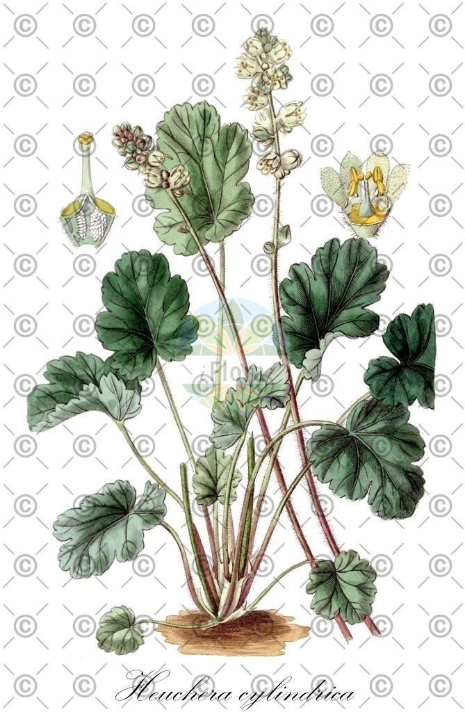 HistAbb_wfo-0001298969_1_ENZY_Simple | Historische Abbildung von Heuchera cylindrica - Saxifragaceae | Historical Illustration of Heuchera cylindrica - Saxifragaceae
