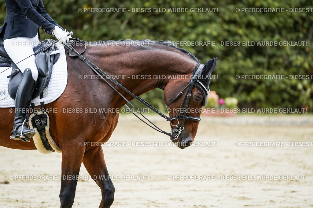 DSC09274 | Pferdegrafie