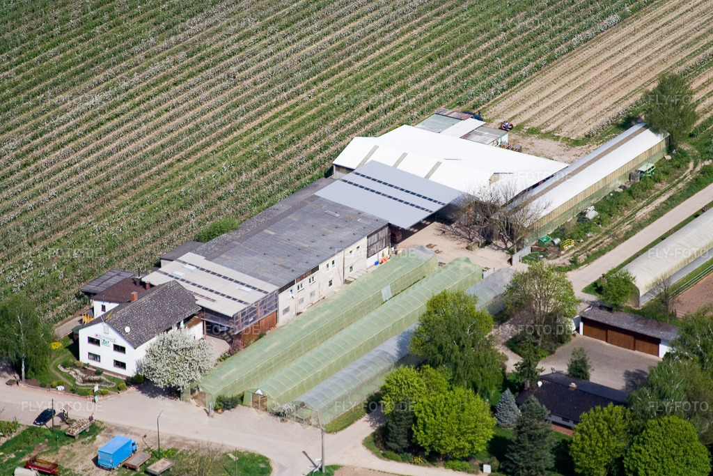 Luftbild: Obst-und Gemüsehof Zapf in Kandel im Bundesland Rheinland-Pfalz in Deutschland. Foto: IMG_10566.jpg vom 27.04.2008 durch Werner Riehm/FLY-FOTO.de