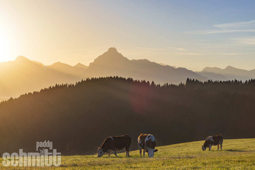 Sonnenaufgang auf der Kuhweide im Allgäu | Sonnenaufgang auf einer Kuhweide im Allgäu mit Blick auf den majestätischen Säuling. Das warme Morgenlicht taucht die Wiesen und die Bergkulisse in eine besondere Stimmung. - Realisiert mit Pictrs.com