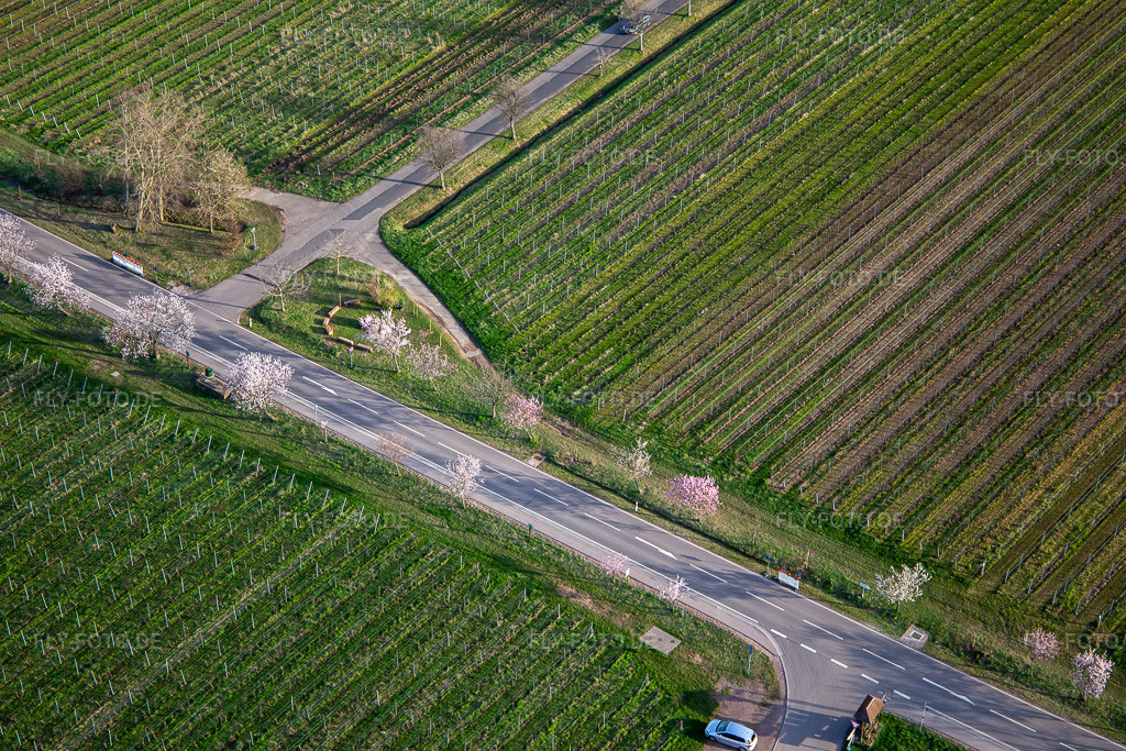 Luftbild: Blühende Mandelbäume an der Villastraße in Edenkoben im Bundesland Rheinland-Pfalz in Deutschland. Foto: IMG_140010.jpg vom 14.03.2024 durch Werner Riehm/FLY-FOTO.de