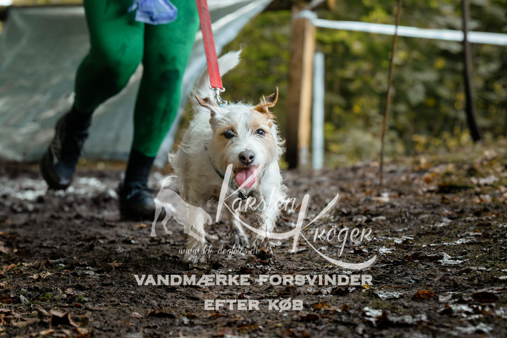 1416DZ6_1444Z6 | kk-dogfotos