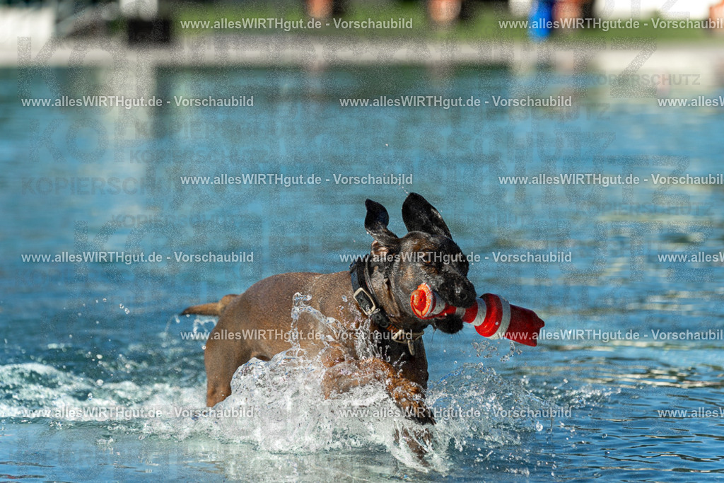 Hundeschwimmen_Volksbad_2026-allesWIRTHgut_Tierfotografie-2609061029-093915-7R508895 | Professionelle Tierfotografie in Mönchengladbach von Daniel Wirth (allesWIRTHgut). Liebevolle & natürliche Bilder von Hunden & Katzen für unvergessliche Erinnerungen.