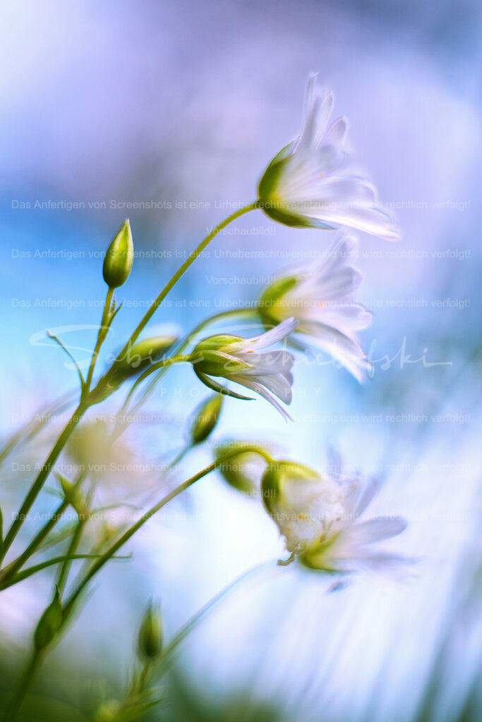 Wandbild Sternmiere | People- und Tierfotografie, Imageaufnahmen, Veranstaltungsfotografie und Wandbilder aus der Natur ★ Made in Germany ✔️ Druck + Downloads ✔️ Naturfotografie in Top Qualität ★ schneller Versand, weltweite Lieferung! - Realisiert mit Pictrs.com