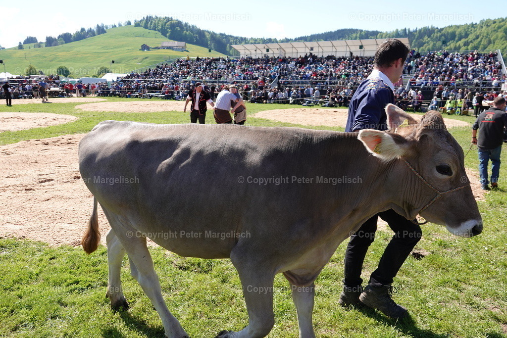 DSC00945 | Schwingen - Realisiert mit Pictrs.com