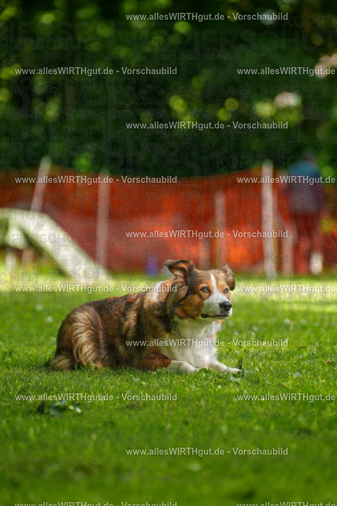 @allesWIRTHgut_Tierfotografie - www.allesWIRTHgut.de - 100549-7R508039 | Professionelle Tierfotografie in Mönchengladbach von Daniel Wirth (allesWIRTHgut). Liebevolle & natürliche Bilder von Hunden & Katzen für unvergessliche Erinnerungen.